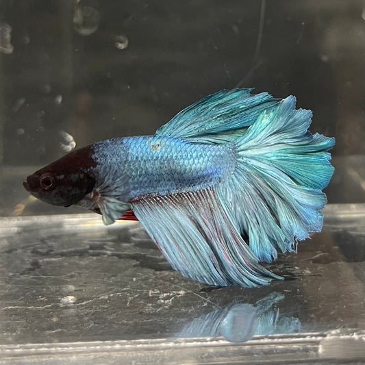 the-fish-farm Male Betta Male Betta - One Only - 21 Choose your favourite Male Betta from The Fish Farm Australia