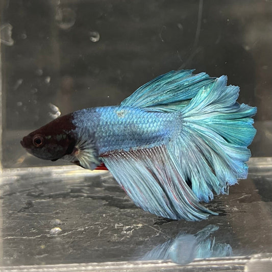 the-fish-farm Male Betta Male Betta - One Only - 21 Choose your favourite Male Betta from The Fish Farm Australia