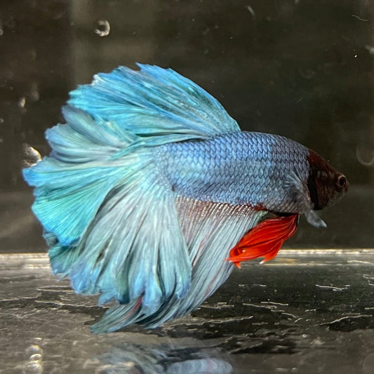 the-fish-farm Male Betta Male Betta - One Only - 21 Choose your favourite Male Betta from The Fish Farm Australia