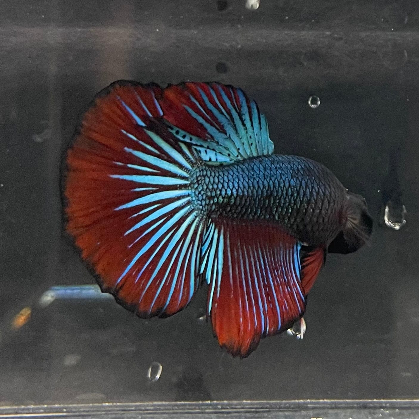 the-fish-farm Male Betta Male Betta - One Only - 21 Choose your favourite Male Betta from The Fish Farm Australia