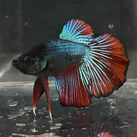 the-fish-farm Male Betta Male Betta - One Only - 21 Choose your favourite Male Betta from The Fish Farm Australia