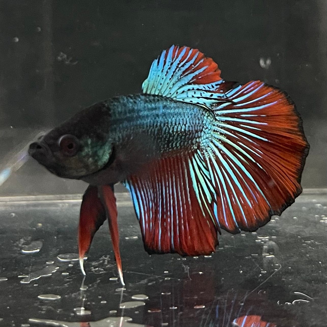 the-fish-farm Male Betta Male Betta - One Only - 21 Choose your favourite Male Betta from The Fish Farm Australia