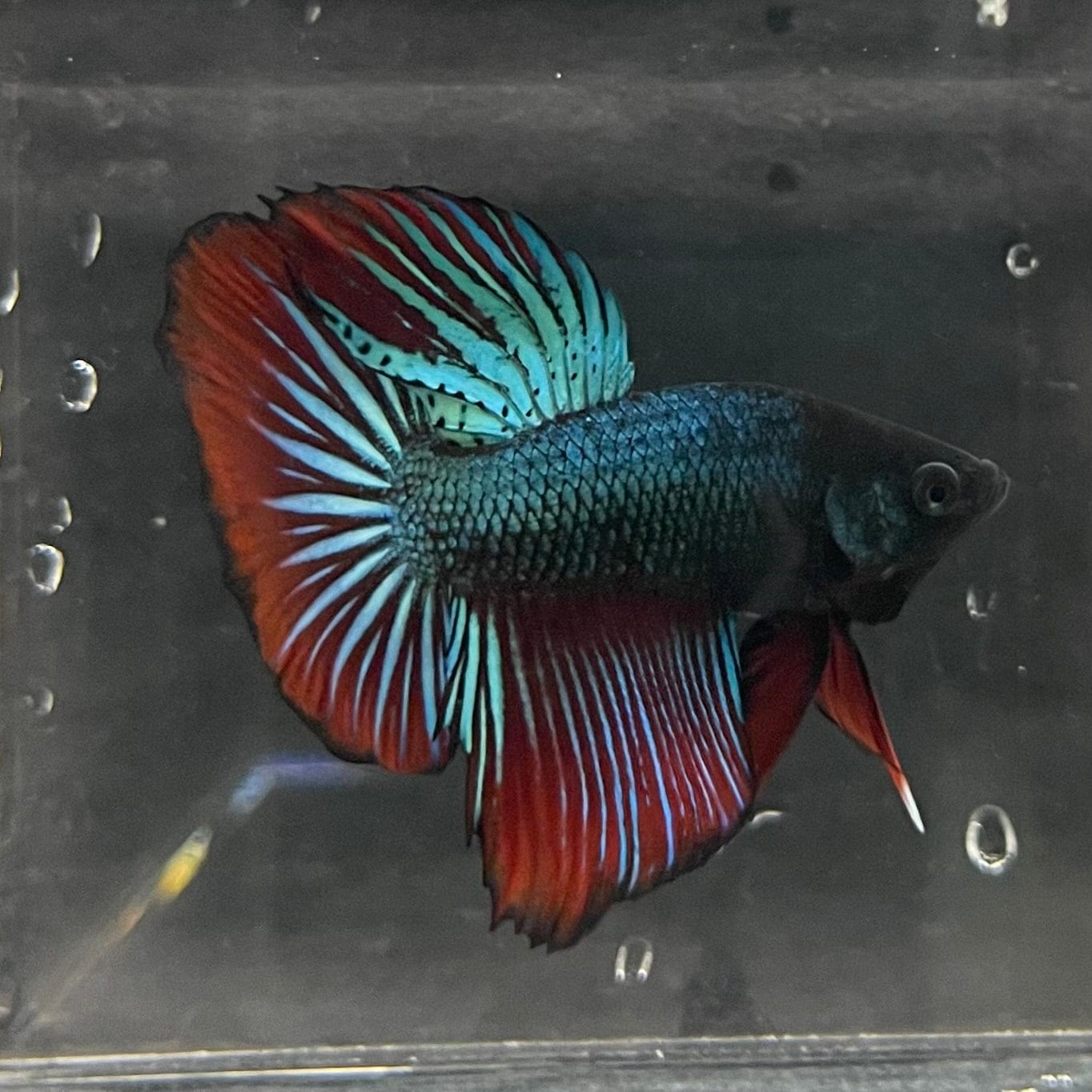 the-fish-farm Male Betta Male Betta - One Only - 21 Choose your favourite Male Betta from The Fish Farm Australia