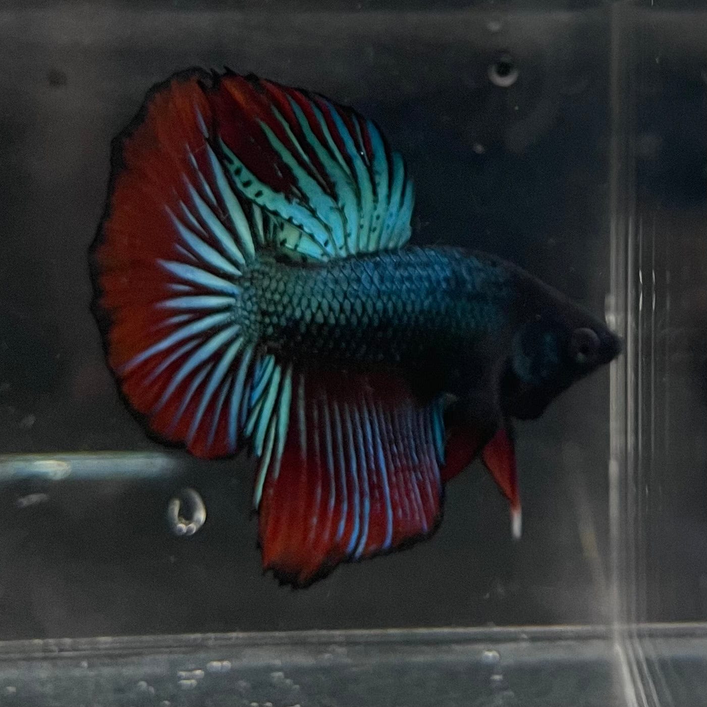 the-fish-farm Male Betta Male Betta - One Only - 21 Choose your favourite Male Betta from The Fish Farm Australia