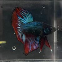 the-fish-farm Male Betta Male Betta - One Only - 21 Choose your favourite Male Betta from The Fish Farm Australia