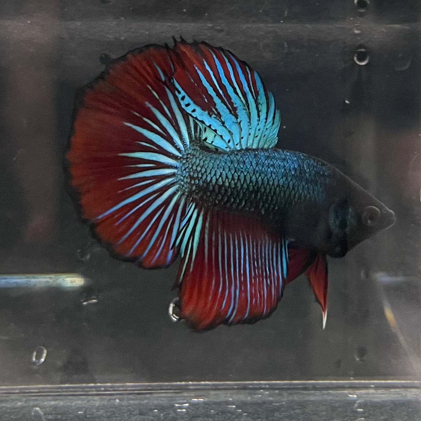 the-fish-farm Male Betta Male Betta - One Only - 21 Choose your favourite Male Betta from The Fish Farm Australia