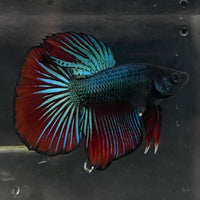 the-fish-farm Male Betta Male Betta - One Only - 21 Choose your favourite Male Betta from The Fish Farm Australia