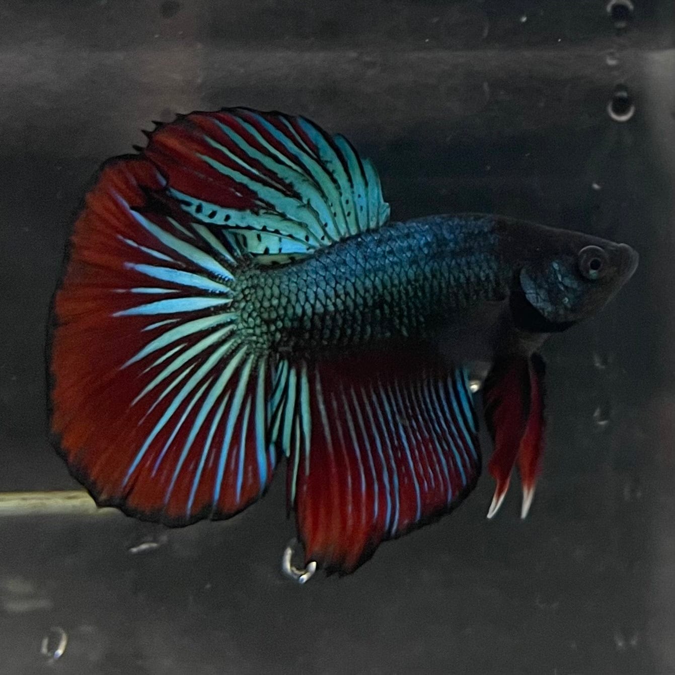 the-fish-farm Male Betta Male Betta - One Only - 21 Choose your favourite Male Betta from The Fish Farm Australia