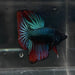 the-fish-farm Male Betta Male Betta - One Only - 21 Choose your favourite Male Betta from The Fish Farm Australia