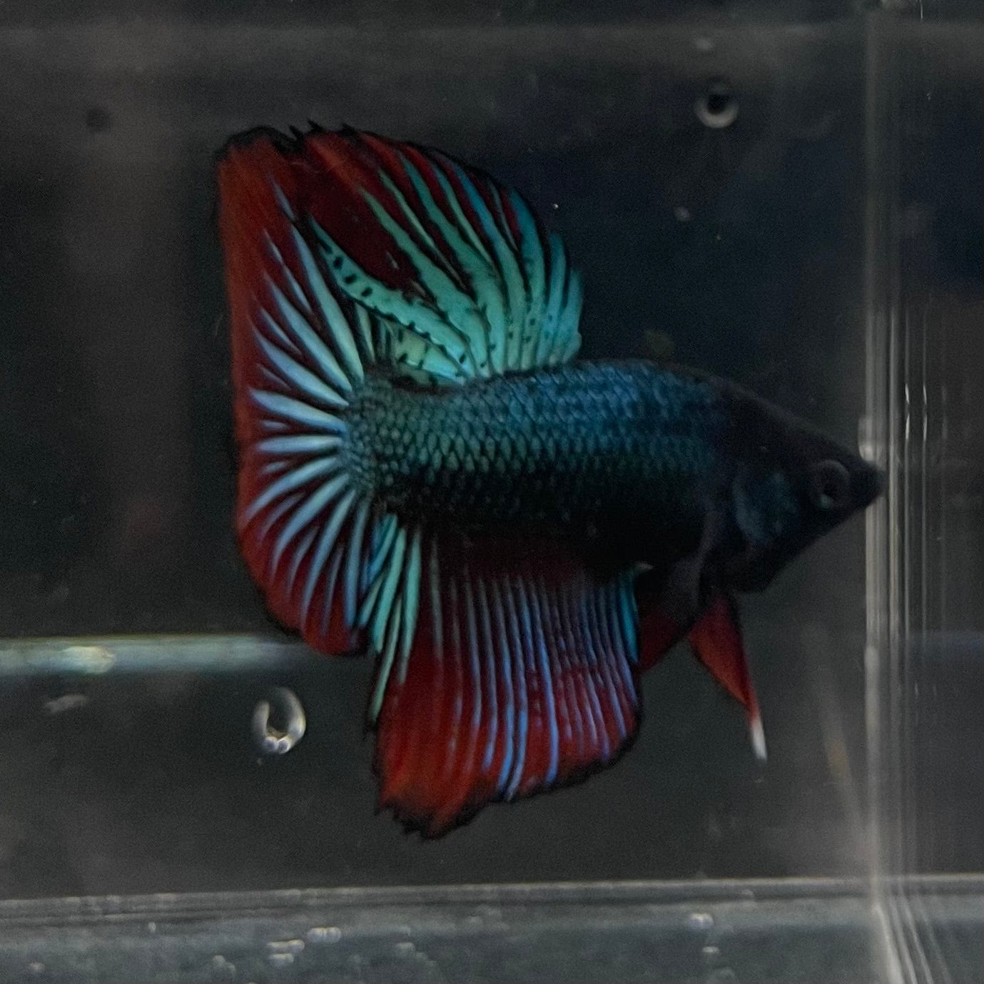 the-fish-farm Male Betta Male Betta - One Only - 21 Choose your favourite Male Betta from The Fish Farm Australia