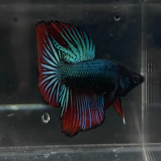 the-fish-farm Male Betta Male Betta - One Only - 21 Choose your favourite Male Betta from The Fish Farm Australia
