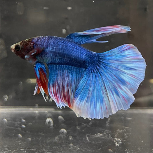 the-fish-farm Male Betta Male Betta - One Only - 21 Choose your favourite Male Betta from The Fish Farm Australia