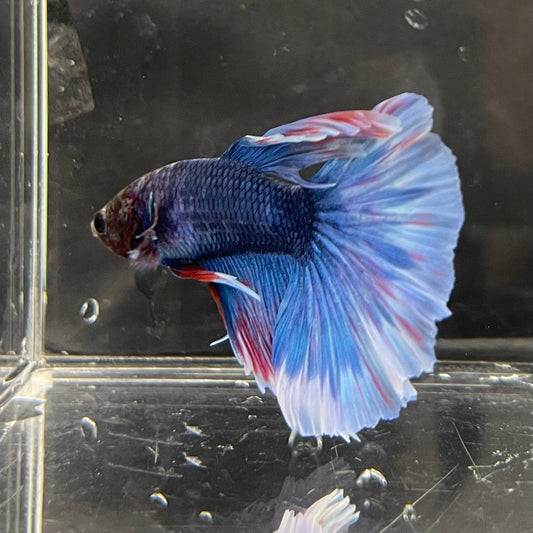 the-fish-farm Male Betta Male Betta - One Only - 21 Choose your favourite Male Betta from The Fish Farm Australia