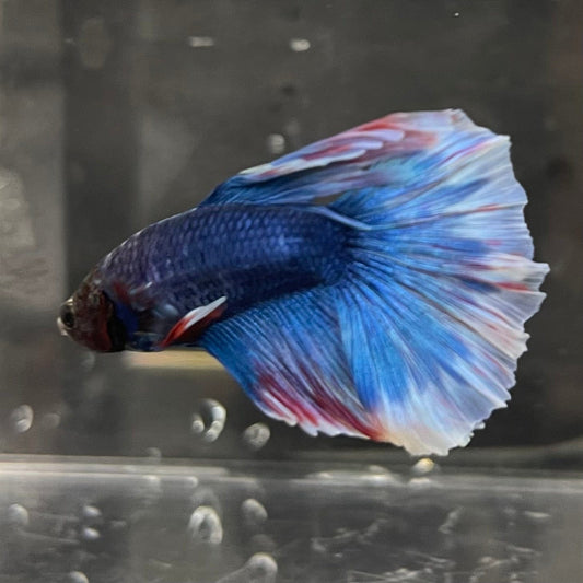the-fish-farm Male Betta Male Betta - One Only - 21 Choose your favourite Male Betta from The Fish Farm Australia
