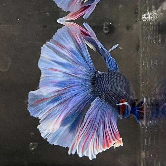 the-fish-farm Male Betta Male Betta - One Only - 21 Choose your favourite Male Betta from The Fish Farm Australia