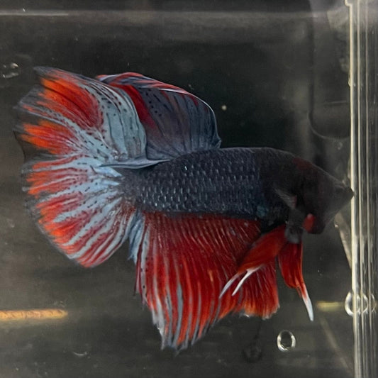 the-fish-farm Male Betta Male Betta - One Only - 21 Choose your favourite Male Betta from The Fish Farm Australia