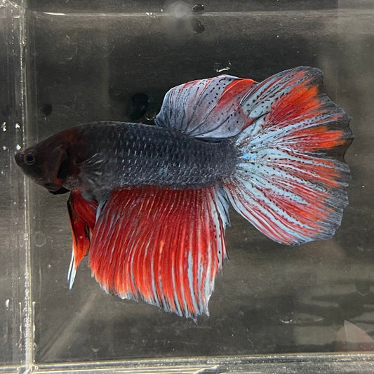 the-fish-farm Male Betta Male Betta - One Only - 21 Choose your favourite Male Betta from The Fish Farm Australia