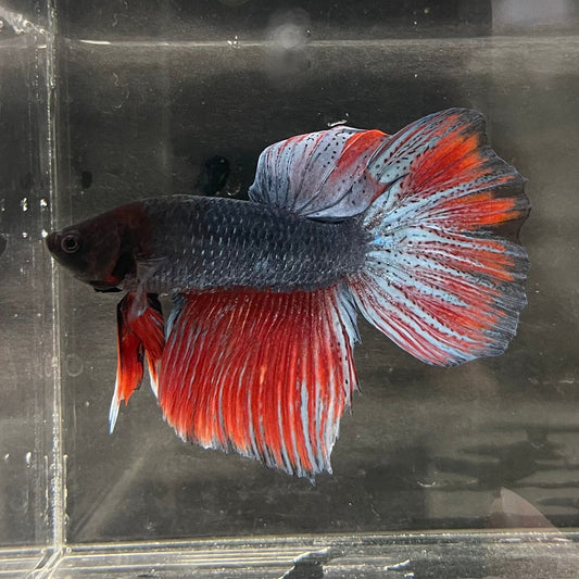 the-fish-farm Male Betta Male Betta - One Only - 21 Choose your favourite Male Betta from The Fish Farm Australia