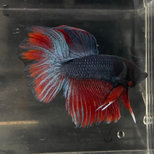 the-fish-farm Male Betta Male Betta - One Only - 21 Choose your favourite Male Betta from The Fish Farm Australia