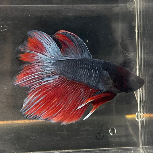 the-fish-farm Male Betta Male Betta - One Only - 21 Choose your favourite Male Betta from The Fish Farm Australia