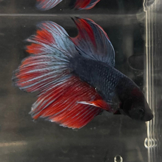 the-fish-farm Male Betta Male Betta - One Only - 21 Choose your favourite Male Betta from The Fish Farm Australia