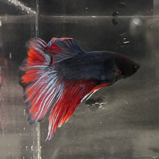 the-fish-farm Male Betta Male Betta - One Only - 21 Choose your favourite Male Betta from The Fish Farm Australia