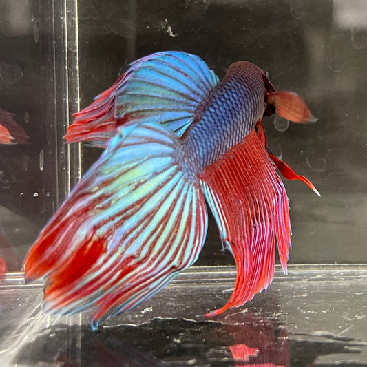 the-fish-farm Male Betta Male Betta - One Only - 21 Choose your favourite Male Betta from The Fish Farm Australia