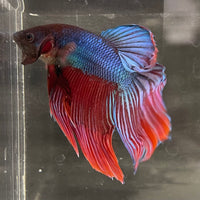 the-fish-farm Male Betta Male Betta - One Only - 21 Choose your favourite Male Betta from The Fish Farm Australia