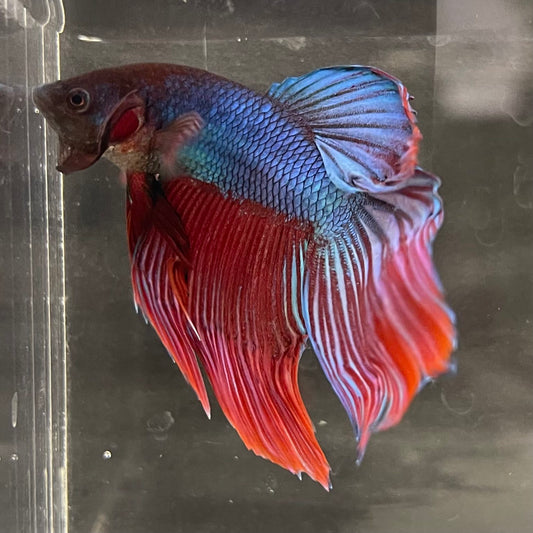 the-fish-farm Male Betta Male Betta - One Only - 21 Choose your favourite Male Betta from The Fish Farm Australia