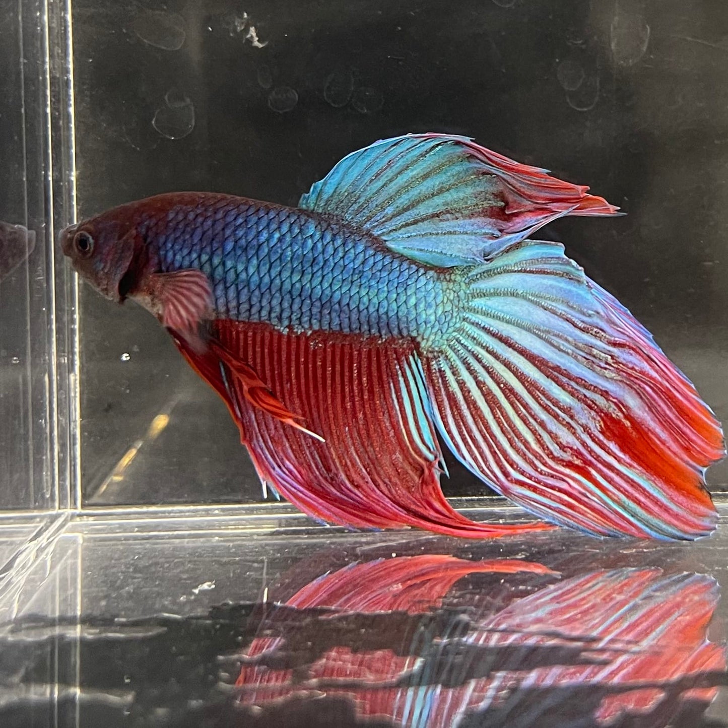 the-fish-farm Male Betta Male Betta - One Only - 21 Choose your favourite Male Betta from The Fish Farm Australia