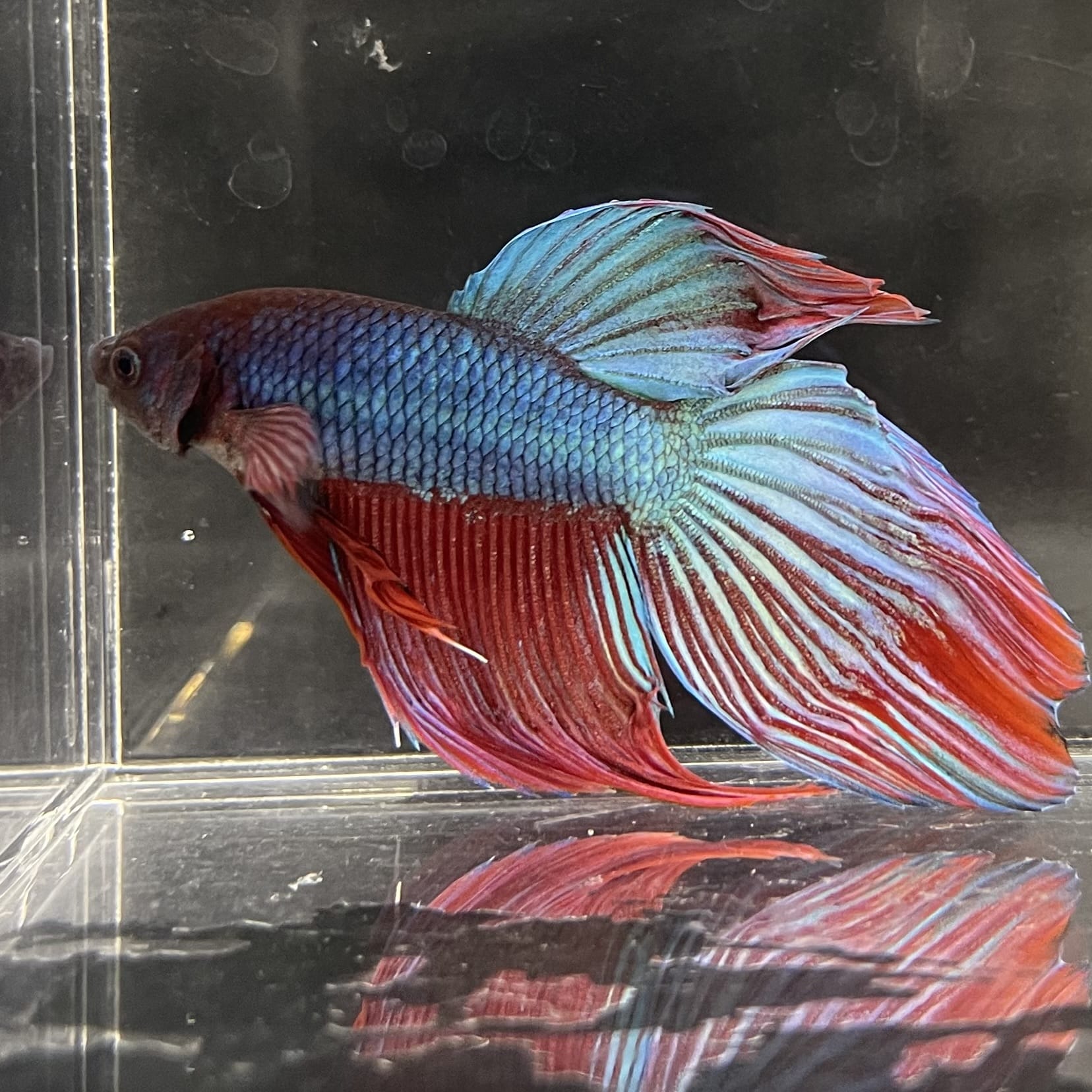 the-fish-farm Male Betta Male Betta - One Only - 21 Choose your favourite Male Betta from The Fish Farm Australia