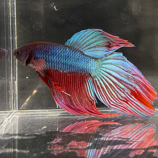the-fish-farm Male Betta Male Betta - One Only - 21 Choose your favourite Male Betta from The Fish Farm Australia