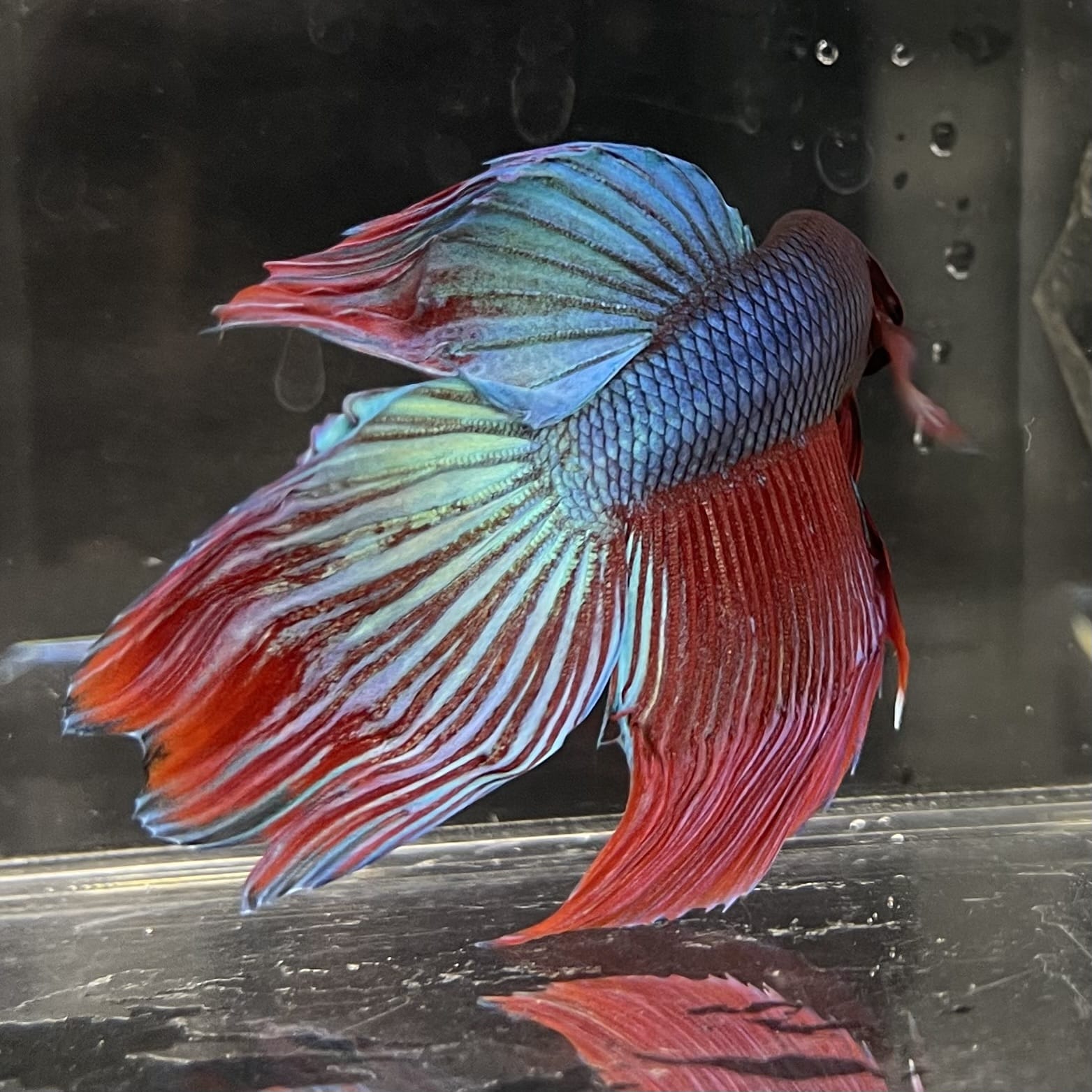the-fish-farm Male Betta Male Betta - One Only - 21 Choose your favourite Male Betta from The Fish Farm Australia