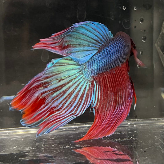 the-fish-farm Male Betta Male Betta - One Only - 21 Choose your favourite Male Betta from The Fish Farm Australia