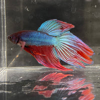 the-fish-farm Male Betta Male Betta - One Only - 21 Choose your favourite Male Betta from The Fish Farm Australia