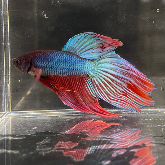 the-fish-farm Male Betta Male Betta - One Only - 21 Choose your favourite Male Betta from The Fish Farm Australia