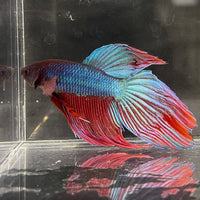 the-fish-farm Male Betta Male Betta - One Only - 21 Choose your favourite Male Betta from The Fish Farm Australia
