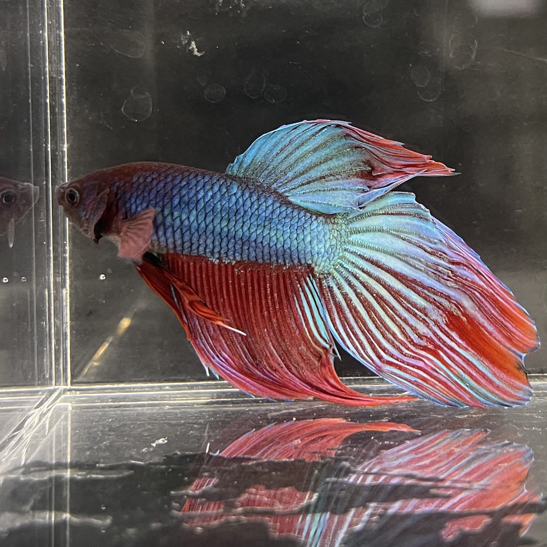 the-fish-farm Male Betta Male Betta - One Only - 21 Choose your favourite Male Betta from The Fish Farm Australia