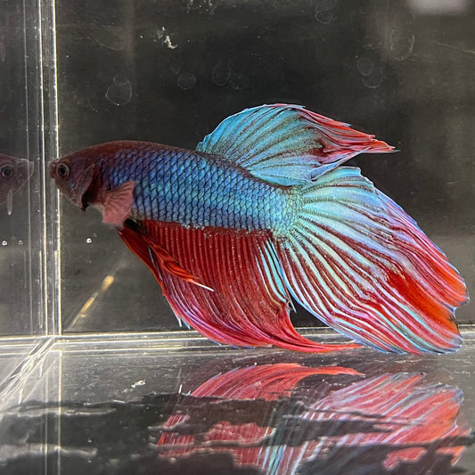 the-fish-farm Male Betta Male Betta - One Only - 21 Choose your favourite Male Betta from The Fish Farm Australia