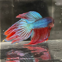 the-fish-farm Male Betta Male Betta - One Only - 21 Choose your favourite Male Betta from The Fish Farm Australia