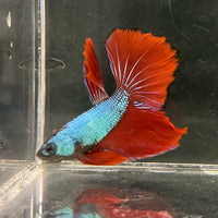 the-fish-farm Male Betta Male Betta - One Only - 21 Choose your favourite Male Betta from The Fish Farm Australia