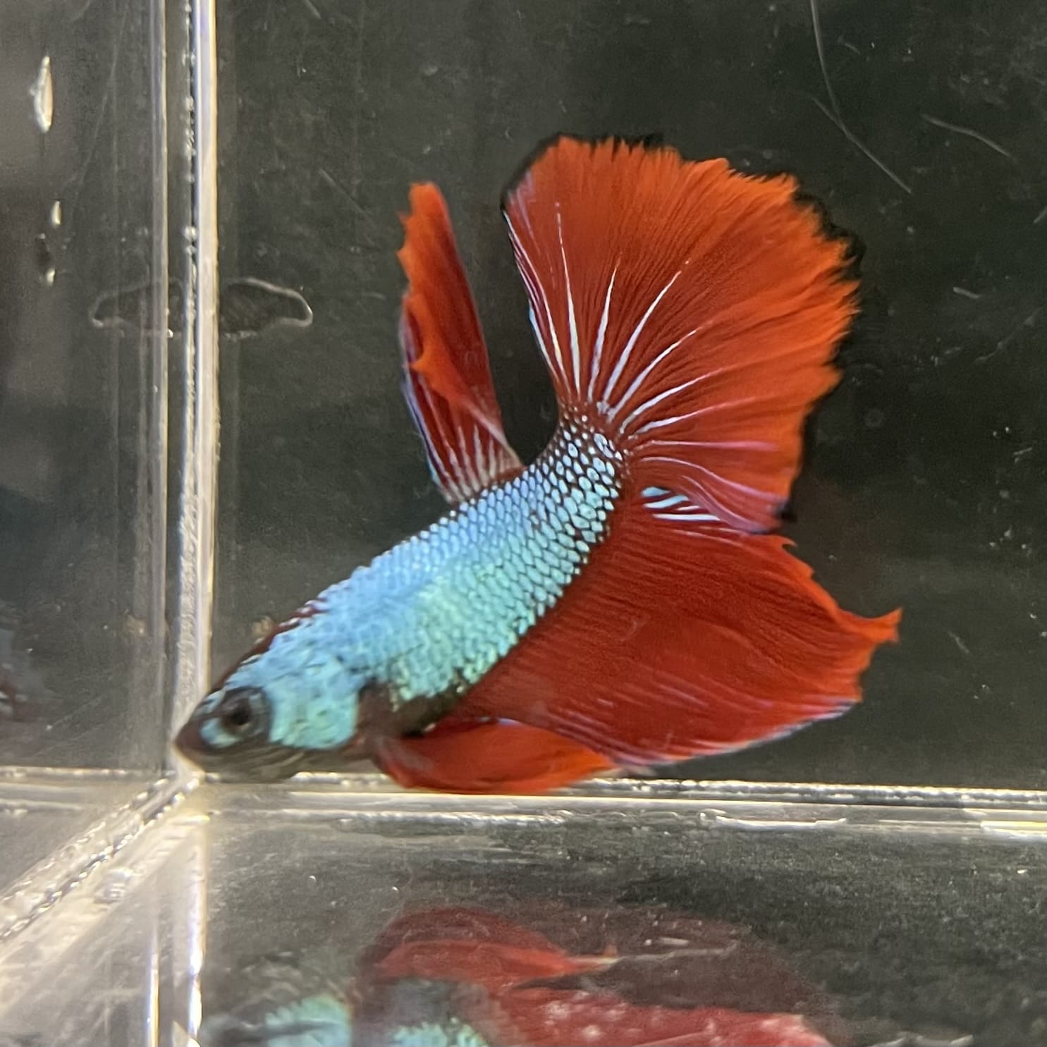 the-fish-farm Male Betta Male Betta - One Only - 21 Choose your favourite Male Betta from The Fish Farm Australia