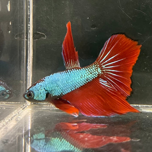 the-fish-farm Male Betta Male Betta - One Only - 21 Choose your favourite Male Betta from The Fish Farm Australia