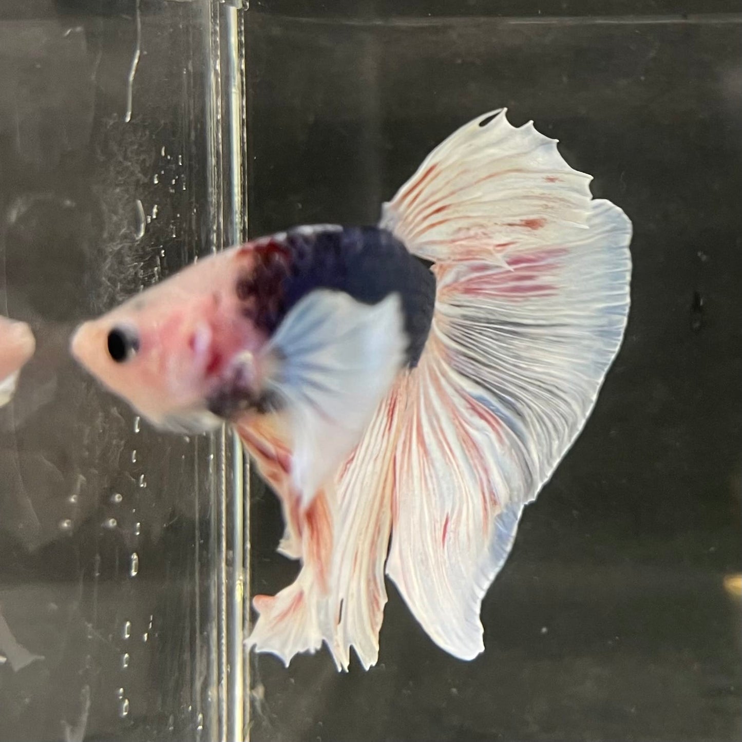 the-fish-farm Male Betta Male Betta - One Only - 21 Choose your favourite Male Betta from The Fish Farm Australia