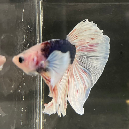 the-fish-farm Male Betta Male Betta - One Only - 21 Choose your favourite Male Betta from The Fish Farm Australia