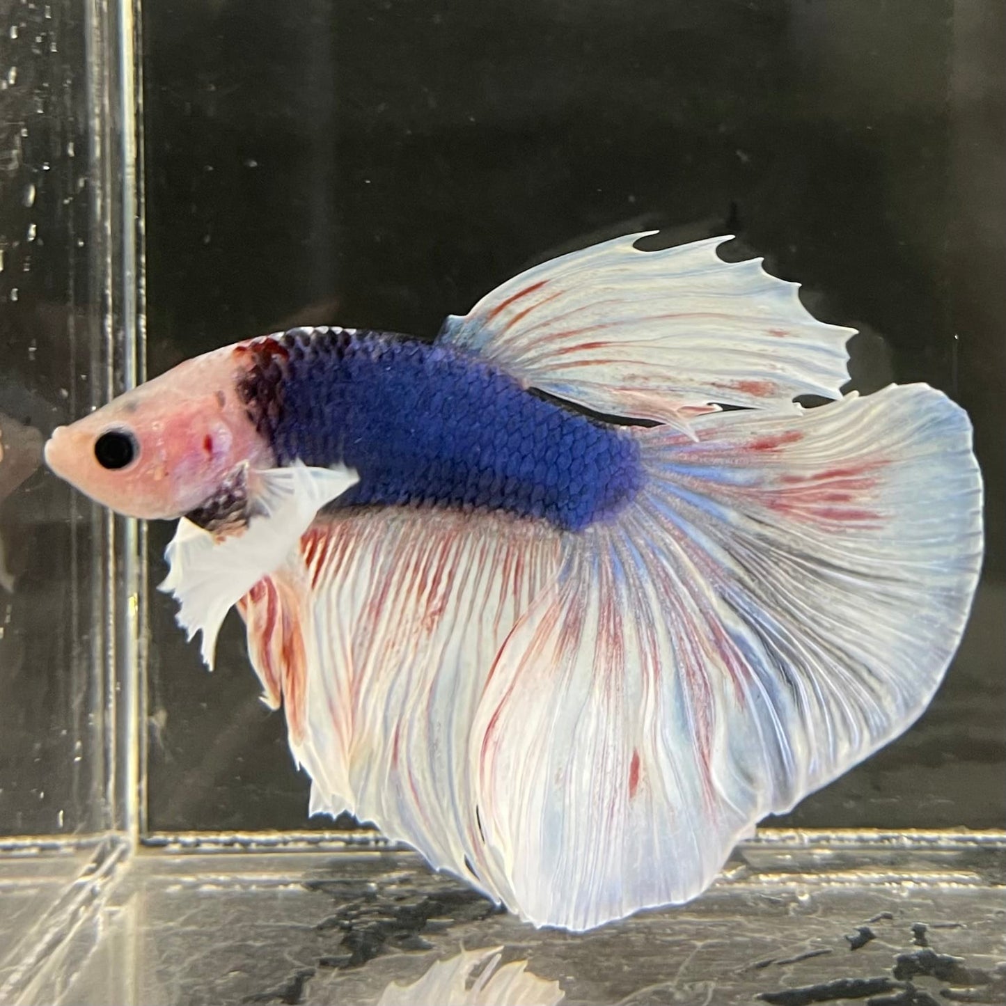 the-fish-farm Male Betta Male Betta - One Only - 21 Choose your favourite Male Betta from The Fish Farm Australia