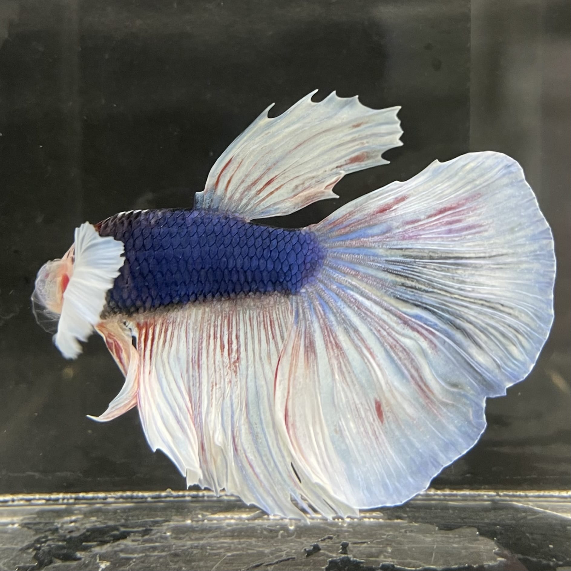 the-fish-farm Male Betta Male Betta - One Only - 21 Choose your favourite Male Betta from The Fish Farm Australia