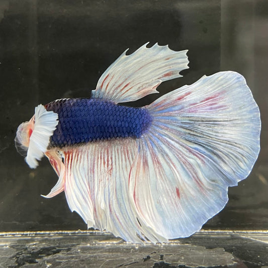 the-fish-farm Male Betta Male Betta - One Only - 21 Choose your favourite Male Betta from The Fish Farm Australia