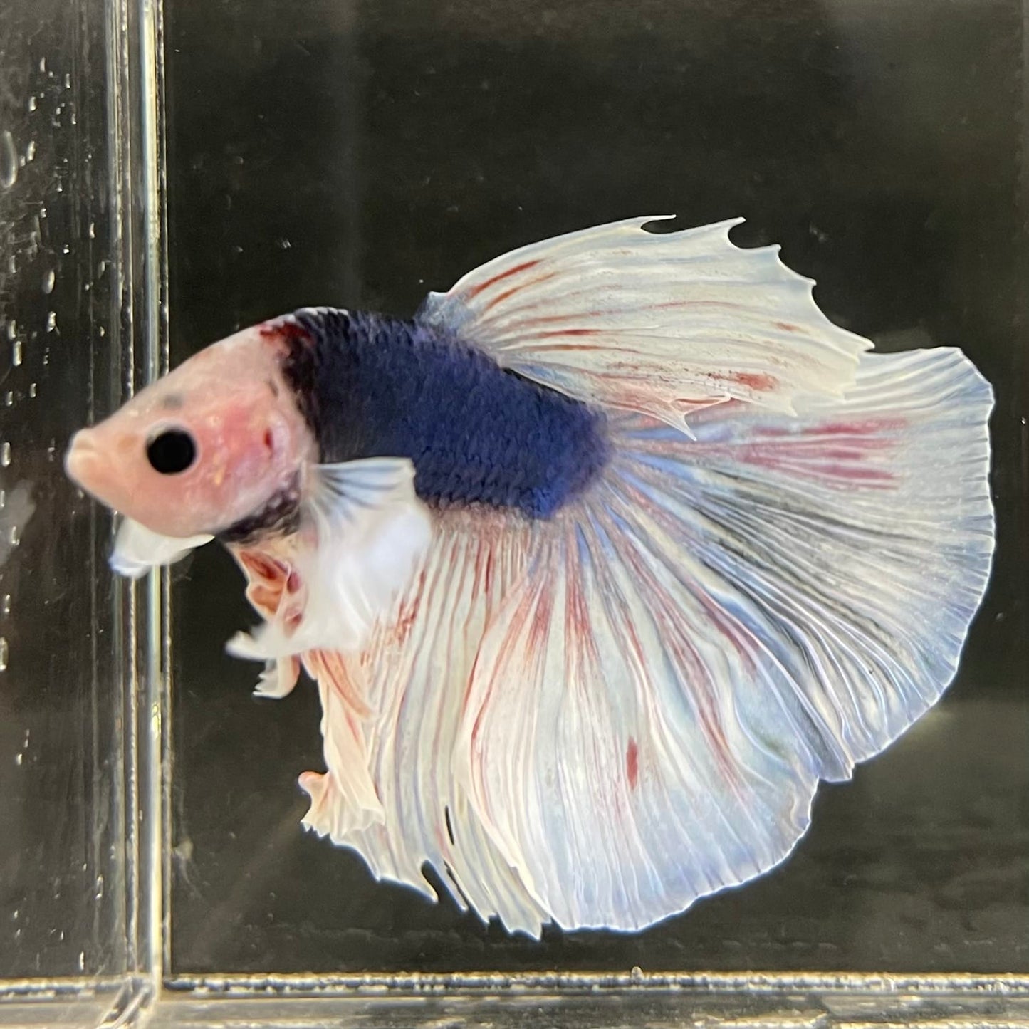 the-fish-farm Male Betta Male Betta - One Only - 21 Choose your favourite Male Betta from The Fish Farm Australia