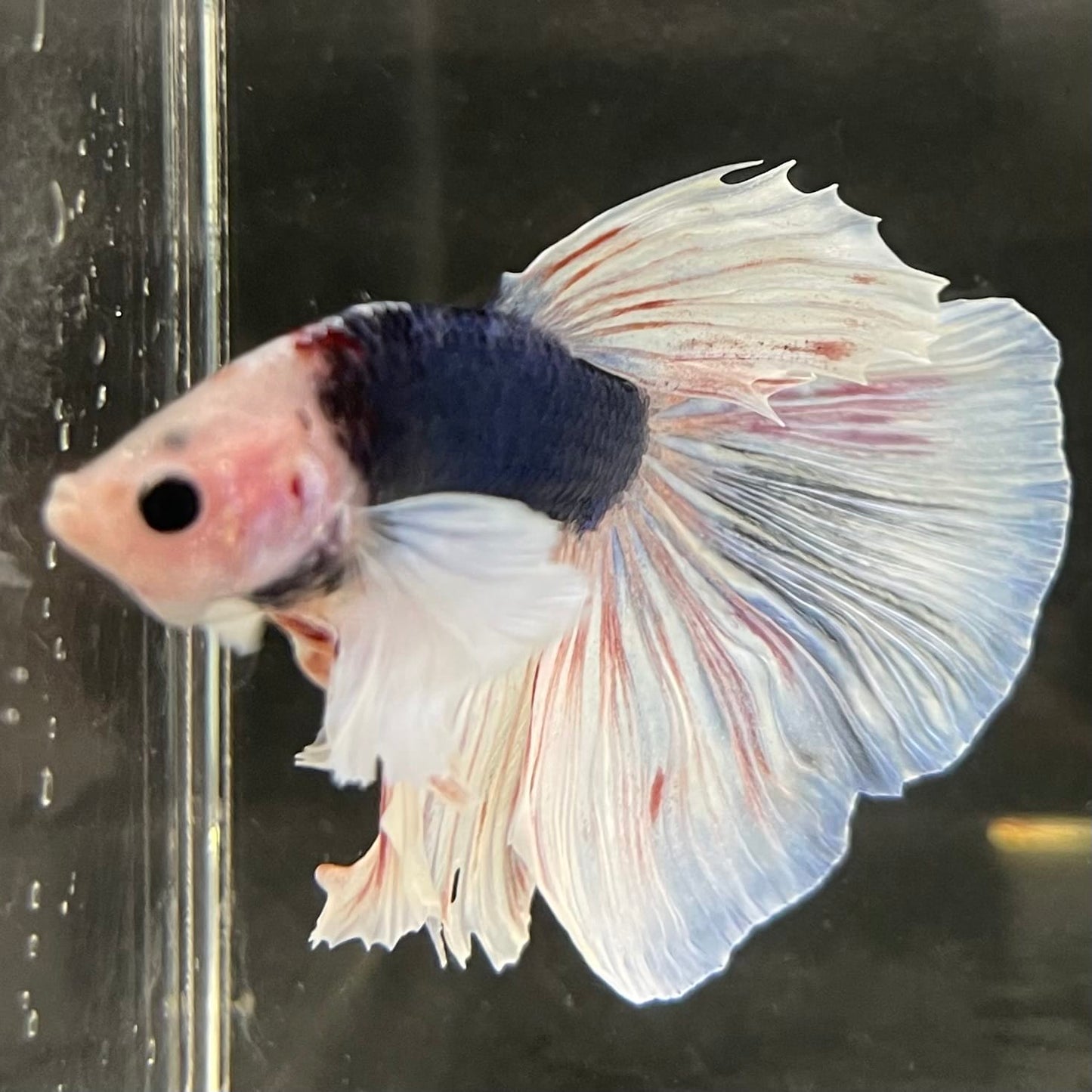 the-fish-farm Male Betta Male Betta - One Only - 21 Choose your favourite Male Betta from The Fish Farm Australia